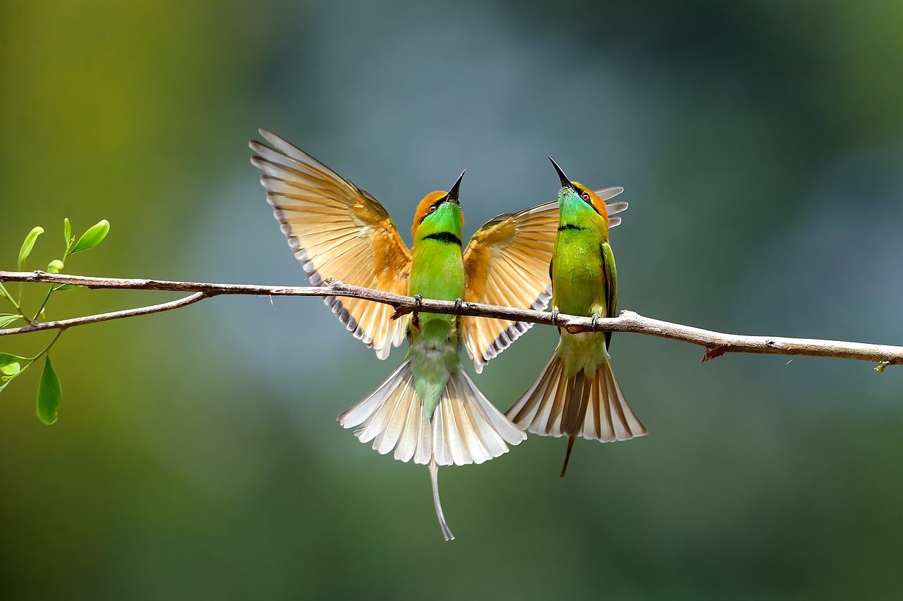 fly, animal, nature
