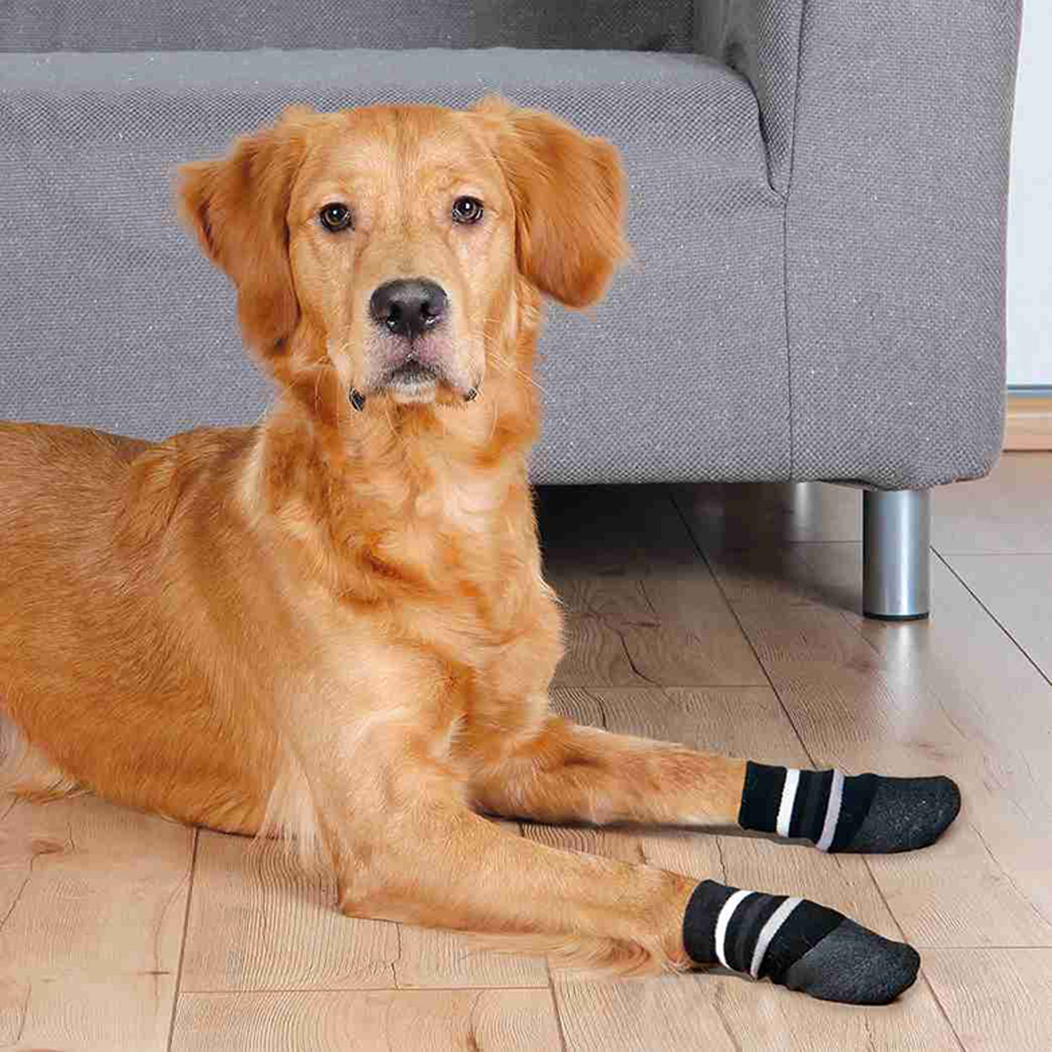 2 Calcetines Perro, Antideslizante, XS-S, Negro - Imagen 2