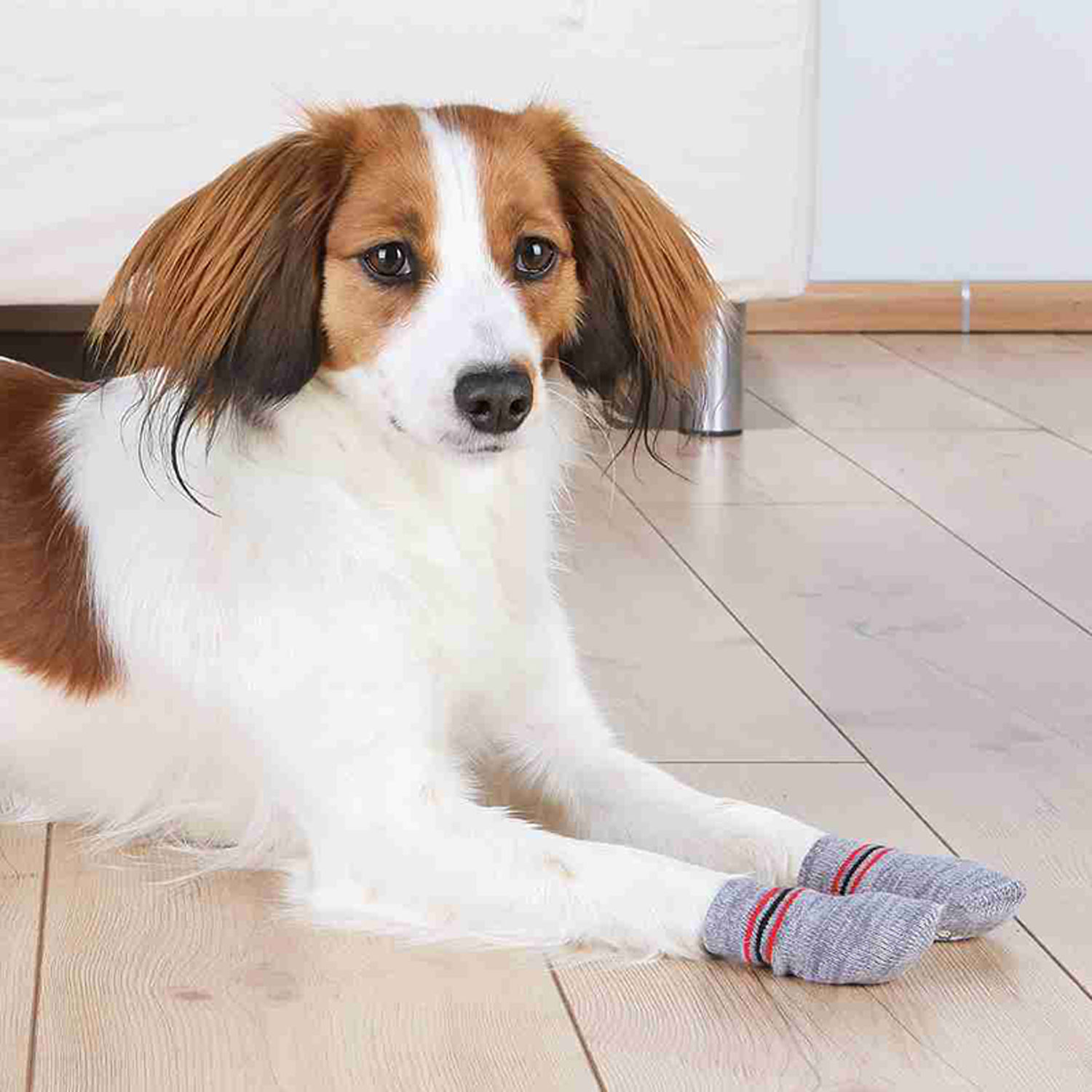2 Calcetines Perro, Antideslizantes, XL, Gris - Imagen 3