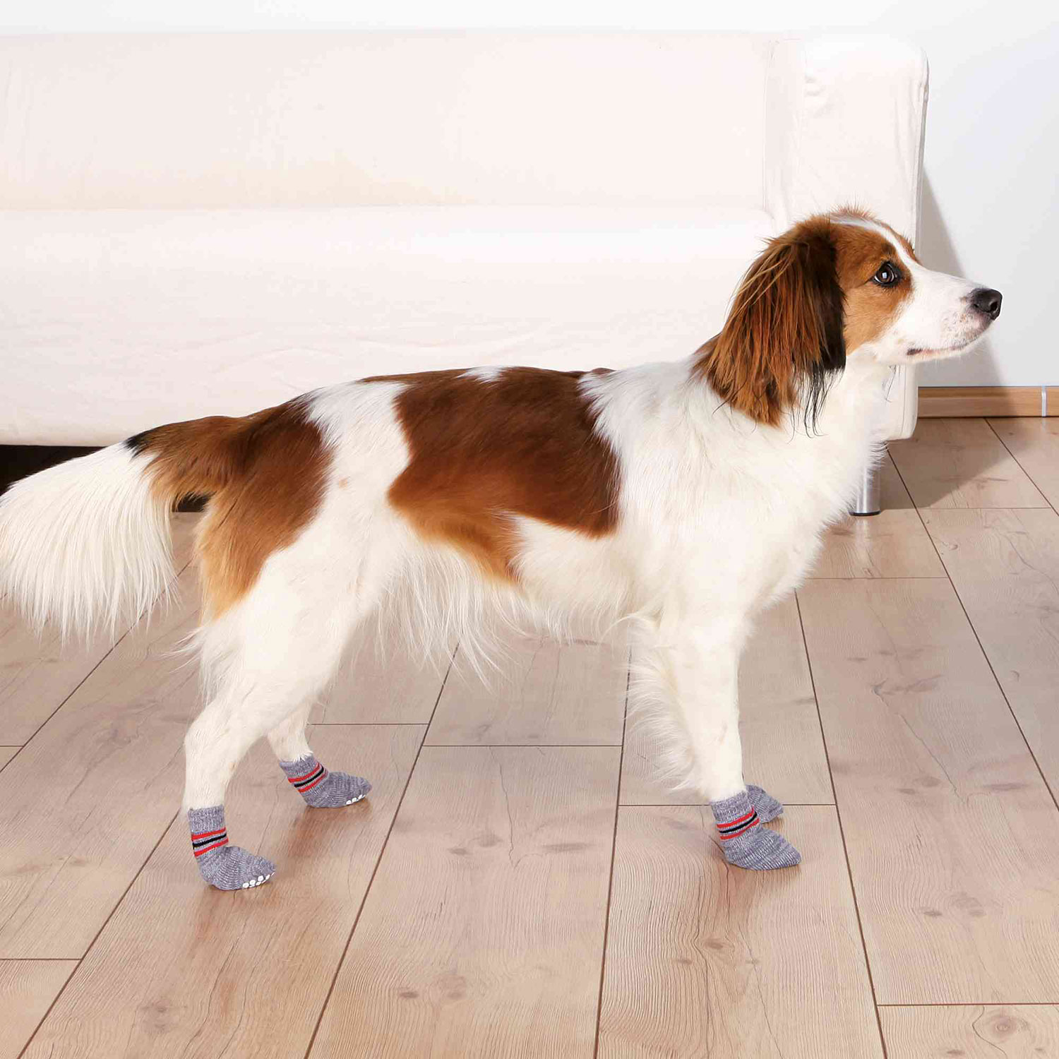 2 Calcetines Perro, Antideslizantes, XL, Gris - Imagen 5