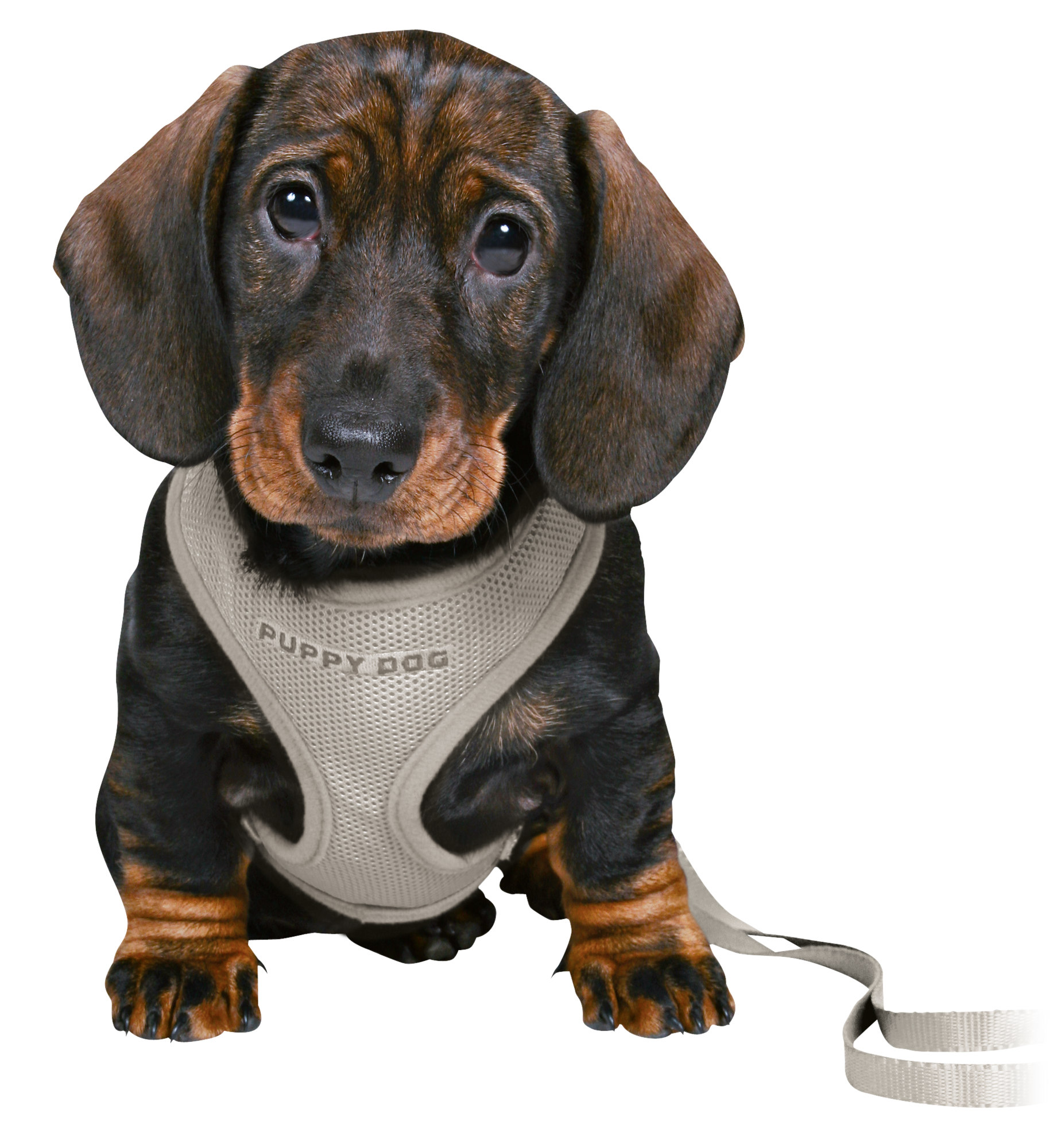 Junior Arnés Acolchado con Ramal para Cachorros - Imagen 2