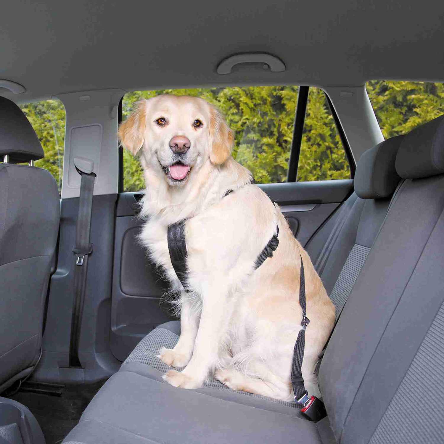 Arnés para Coche - Imagen 3