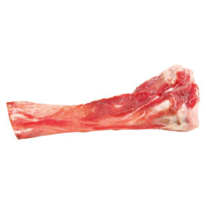 Tibia