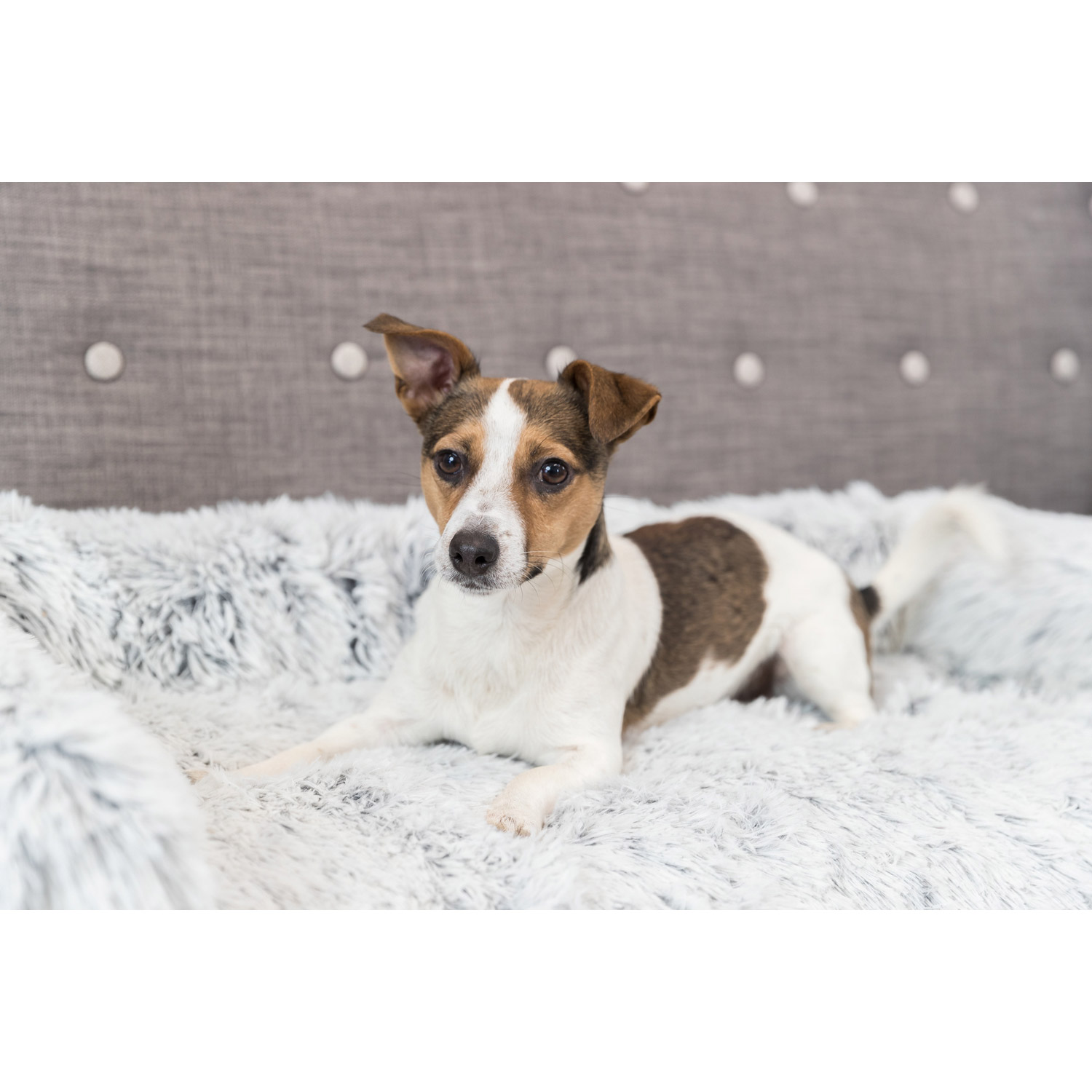 Protector de Muebles Cama para Perros Harvey, Blanco-Negro, 80 × 130 cm - Imagen 2